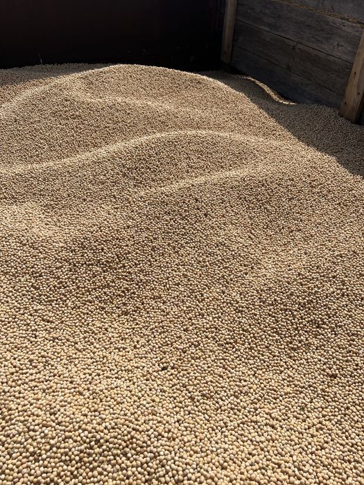 Продам горох. Урожай 2025