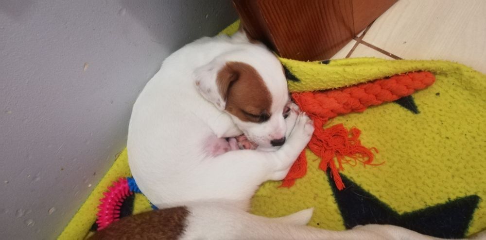 Джек Расел тер'єр