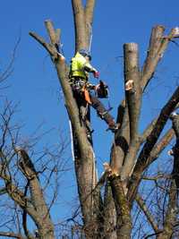 Wycinka drzew, prace wysokościowe, alpinistyczne usuwanie drzew