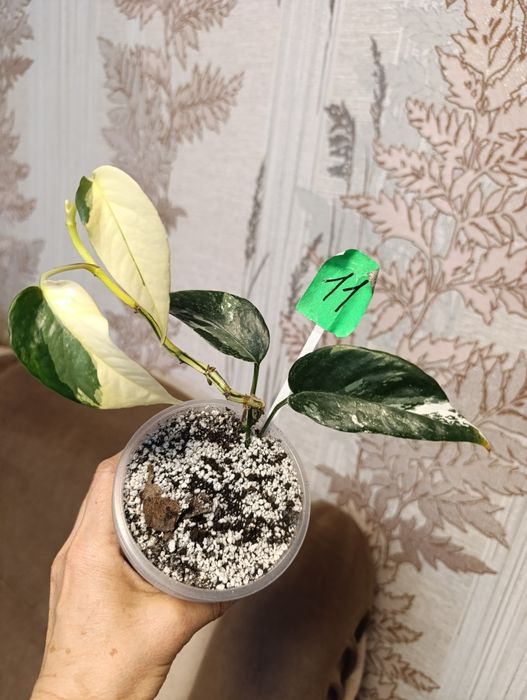 Филодендрон монстера Amydrium silver medium,Пінатум варієгатна, Білліт