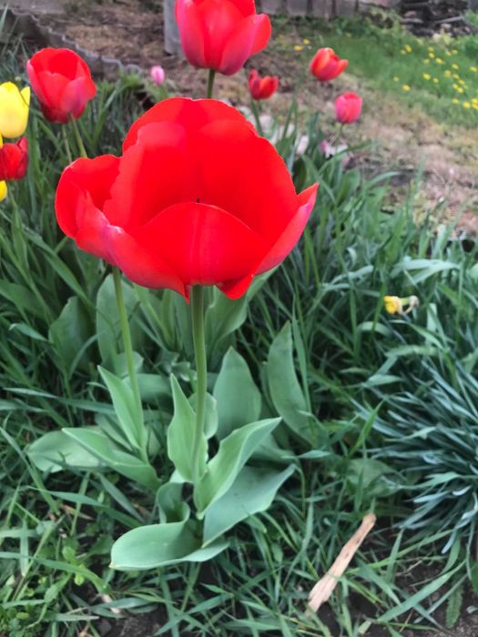 Садові квіти садовые цветы недорого хвоста юка іриси мята меліса і т.д