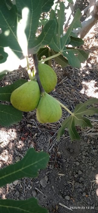 Черенки инжира. Живці інжиру.