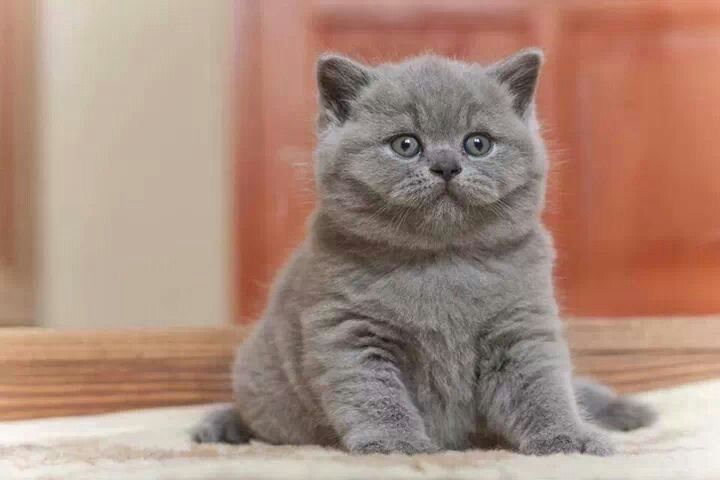 Скоттиш страйт мальчик