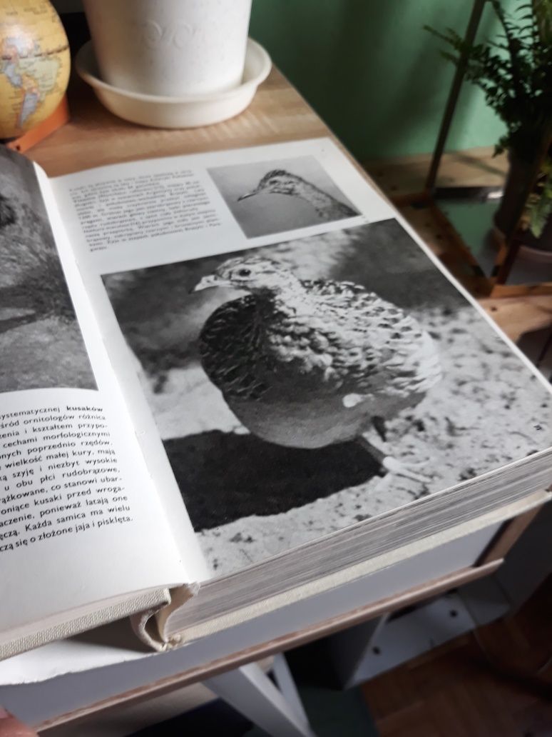 Książka Wielki Atlas Ptaków, J. Hanzak