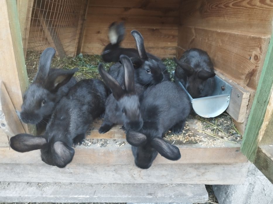 Króliki kalifornijskie czarne