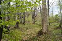 Las bukowy PASMO BUKOWICY w Beskidzie Niskim- działka 1 hektar
