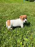 Szczeniak Jack Russel terrier gładkowłosy