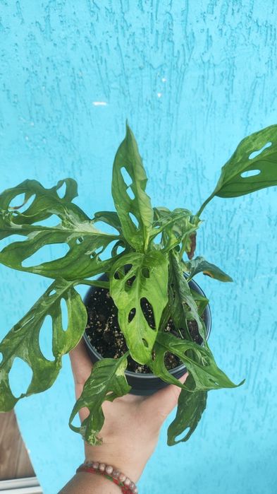 Монстера адансона індонезія марбл adansonii Indonesian Marb