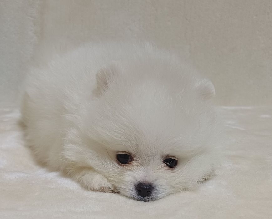 Шпиц померанский КСУ