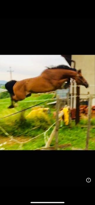 Klacz po balou du rouet