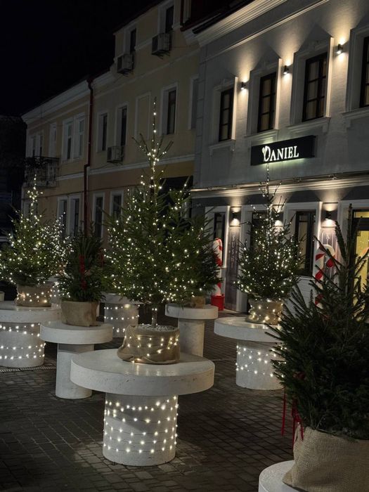 Ялинка жива в горщику