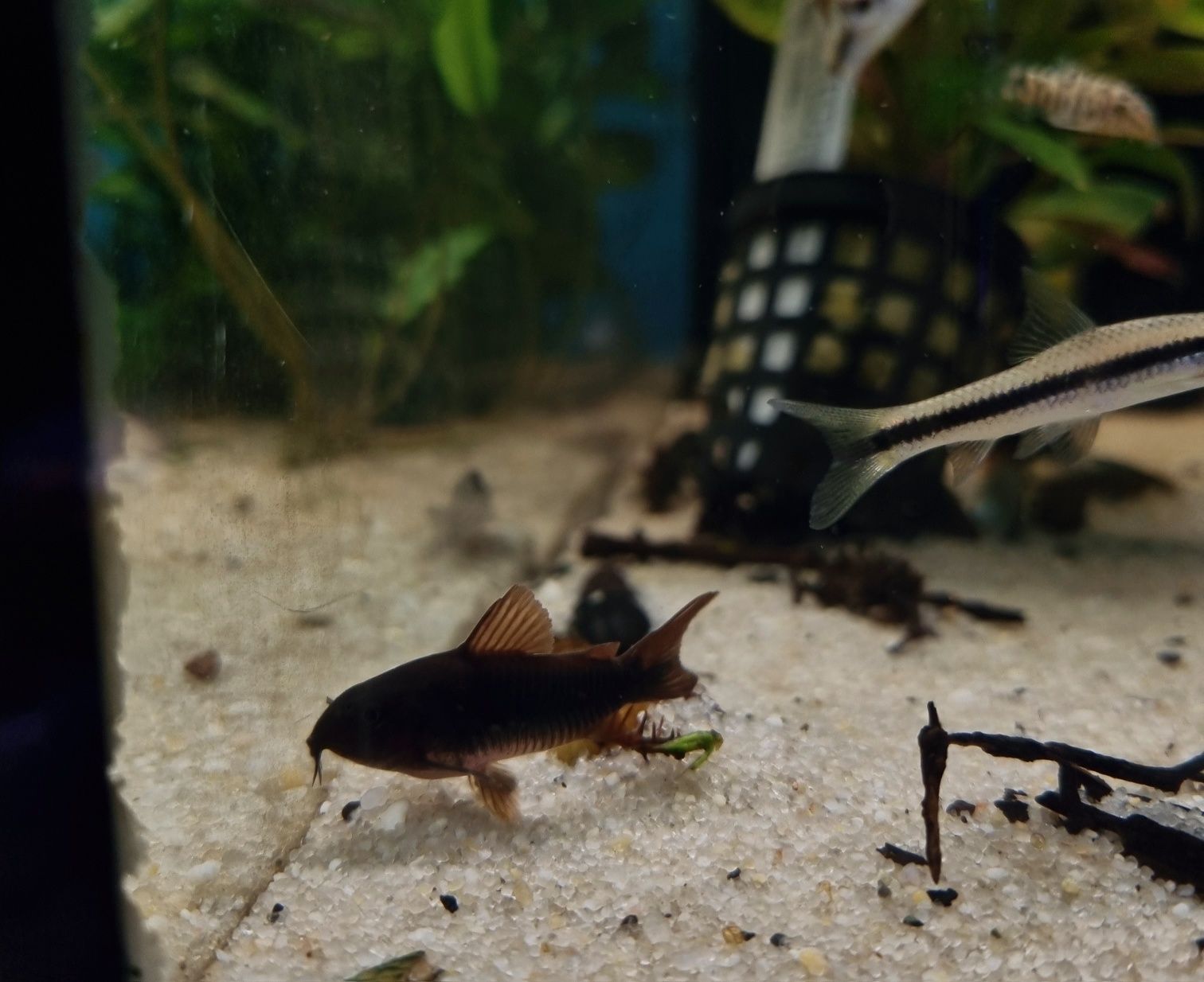 Kirysek czarny (corydoras black)