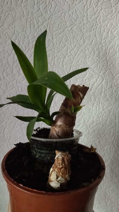 Комнатная юкка .