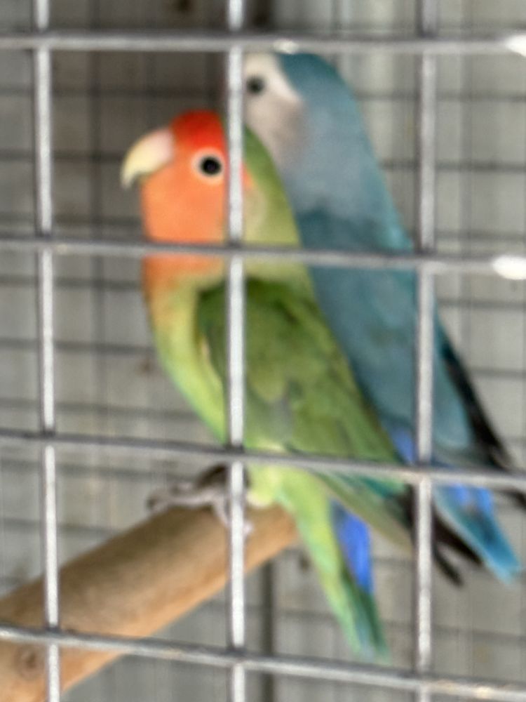 casal de agapornis 2024