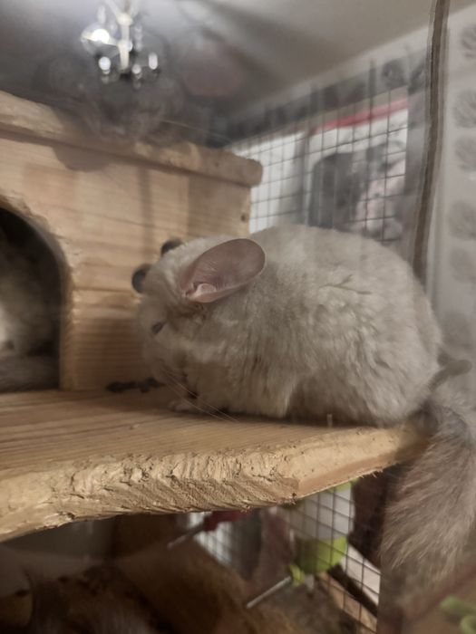 Отлам бесплатно.