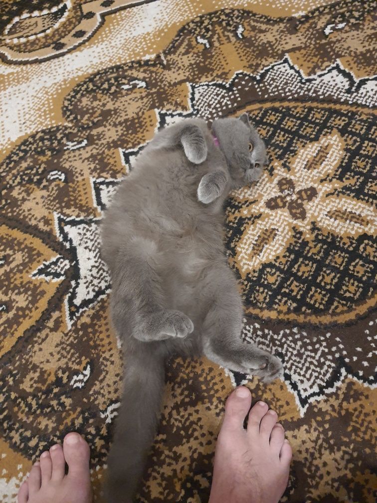 Отдам в хорошие руки чистокровную кошку породы Скоттиш Фолд