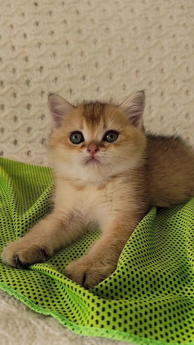 Золотая шиншилла прямоухие вислоухие котята мальчик девочка