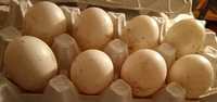 Jaja lęgowe kaczek staropolskich