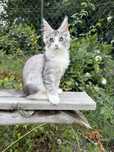 Rodowodowa srebrzysta koteczka Maine Coon