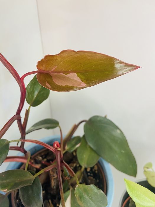 Philodendron Pink Princes