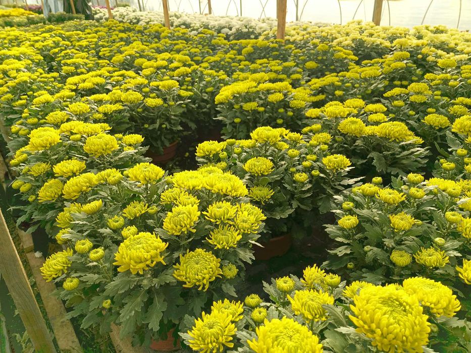 Chryzantemy sprzedaż hurtowa i detaliczna