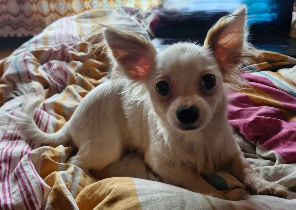 Chihuahua - długowłosa, biała, samiec