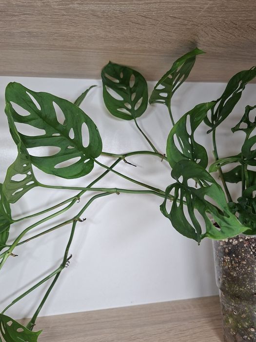 Monstera Laniata