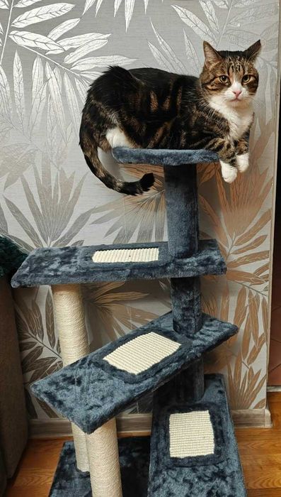Drapak dla kota z platformami słupki do drapania kot dom