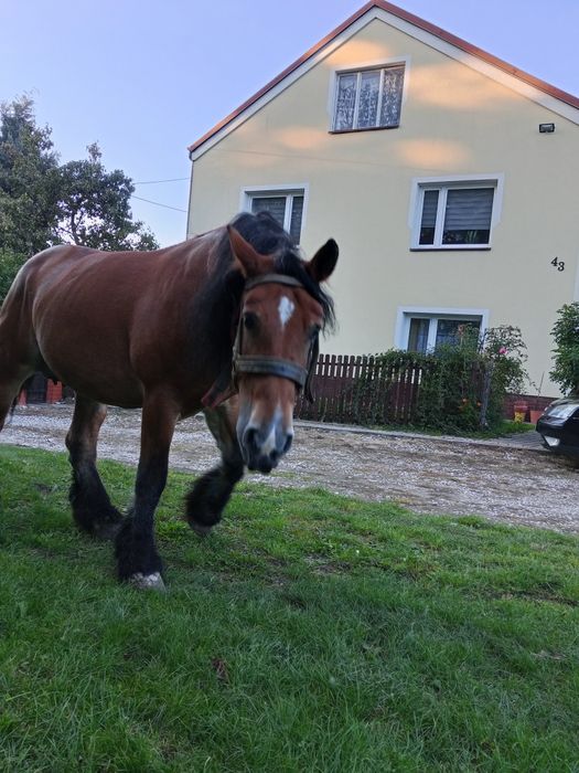 Sprzedam klacz zimnokrwista