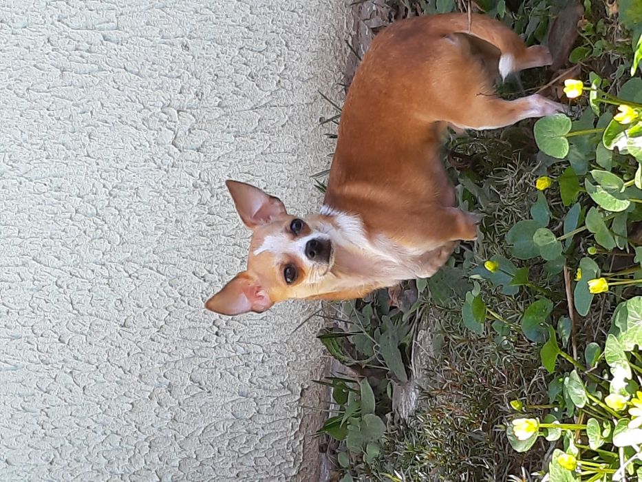 Вязка  чихуа-хуа