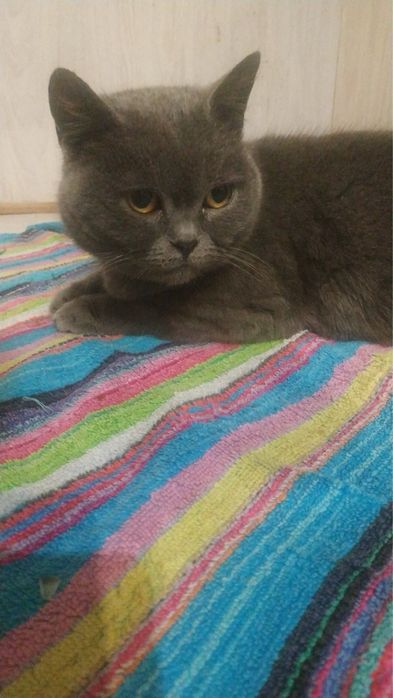 Британка кішка безкоштовно