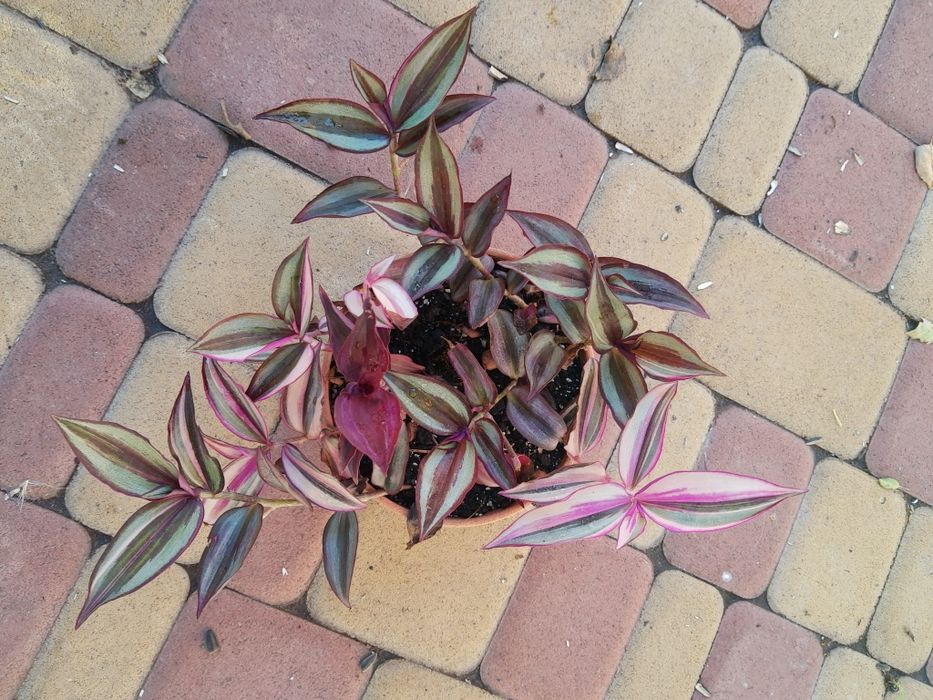 Традесканція чудова