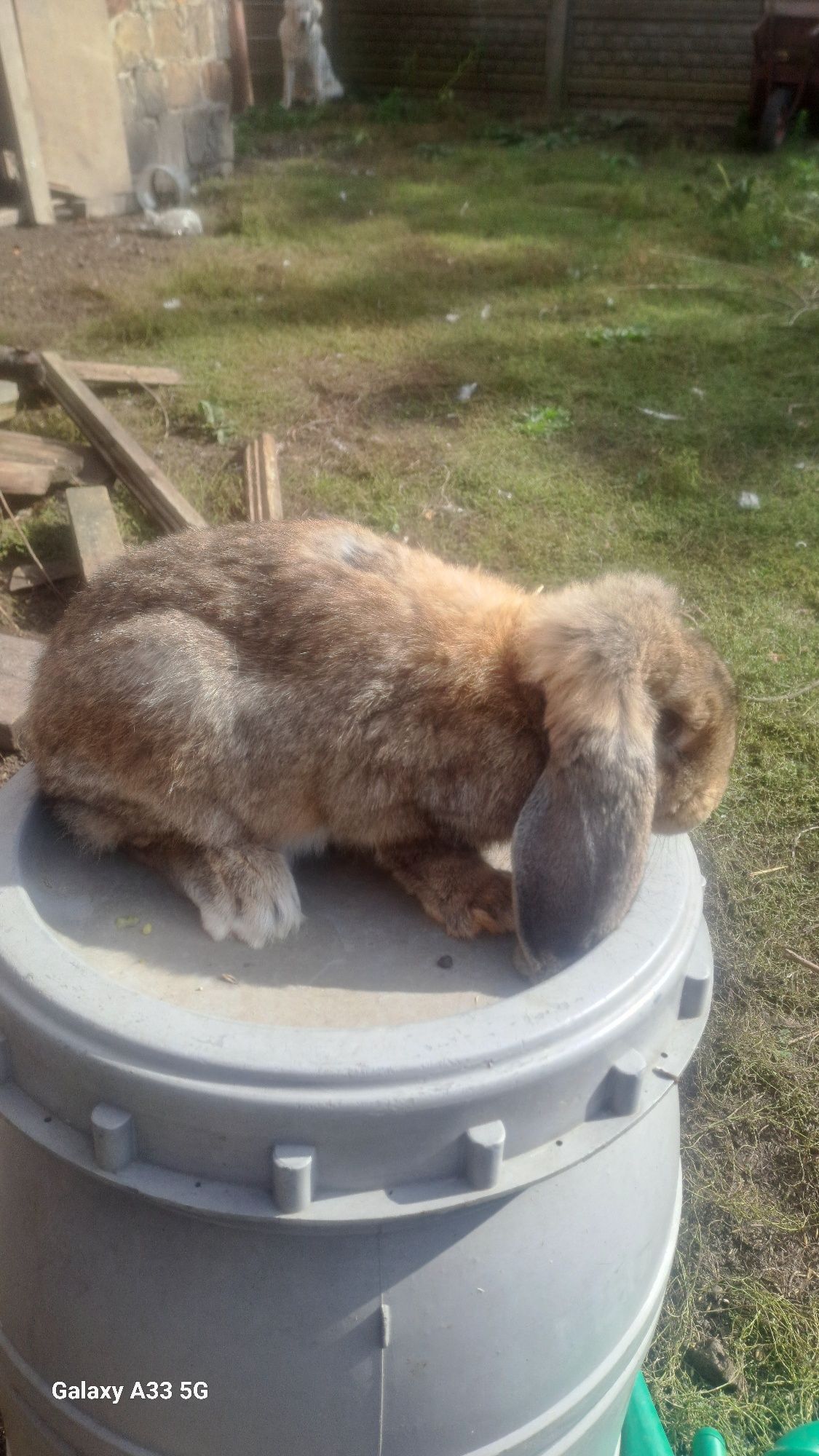 Kroliki Baran Francuski