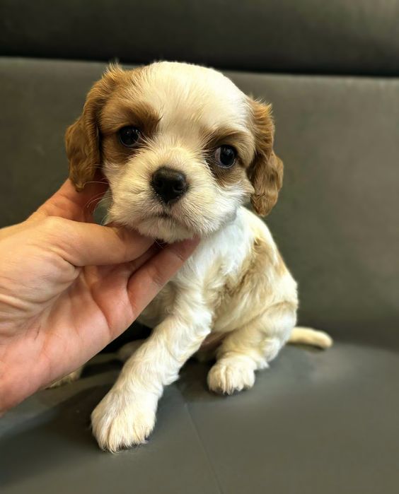 Cavalier King Charles Spaniel chłopiec badania