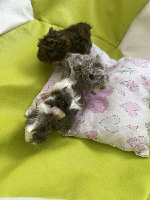 Świnki morskie, malutkie