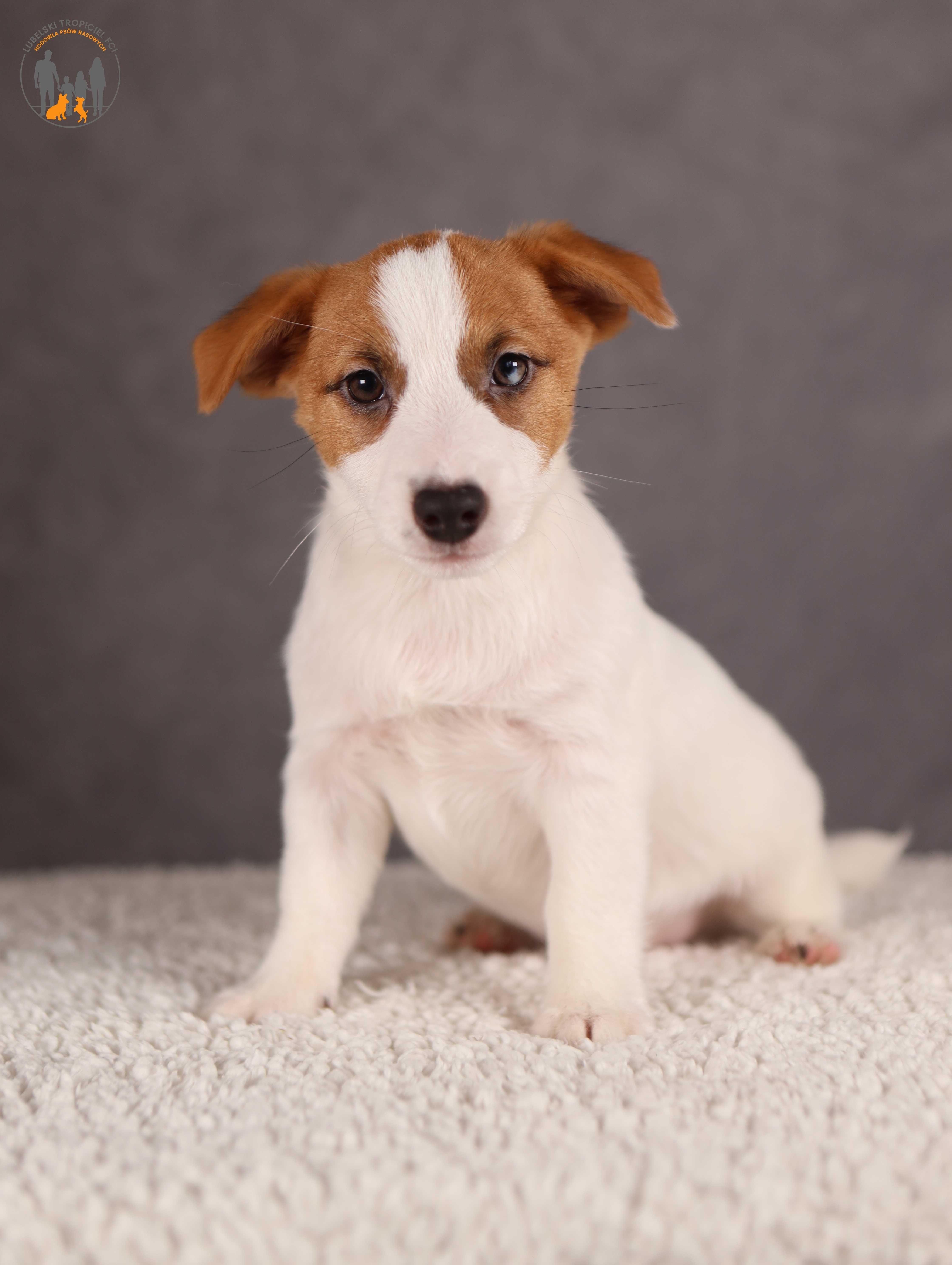 Jack Russell Terrier ZKwP FCI cudowny piesek rezerwacja
