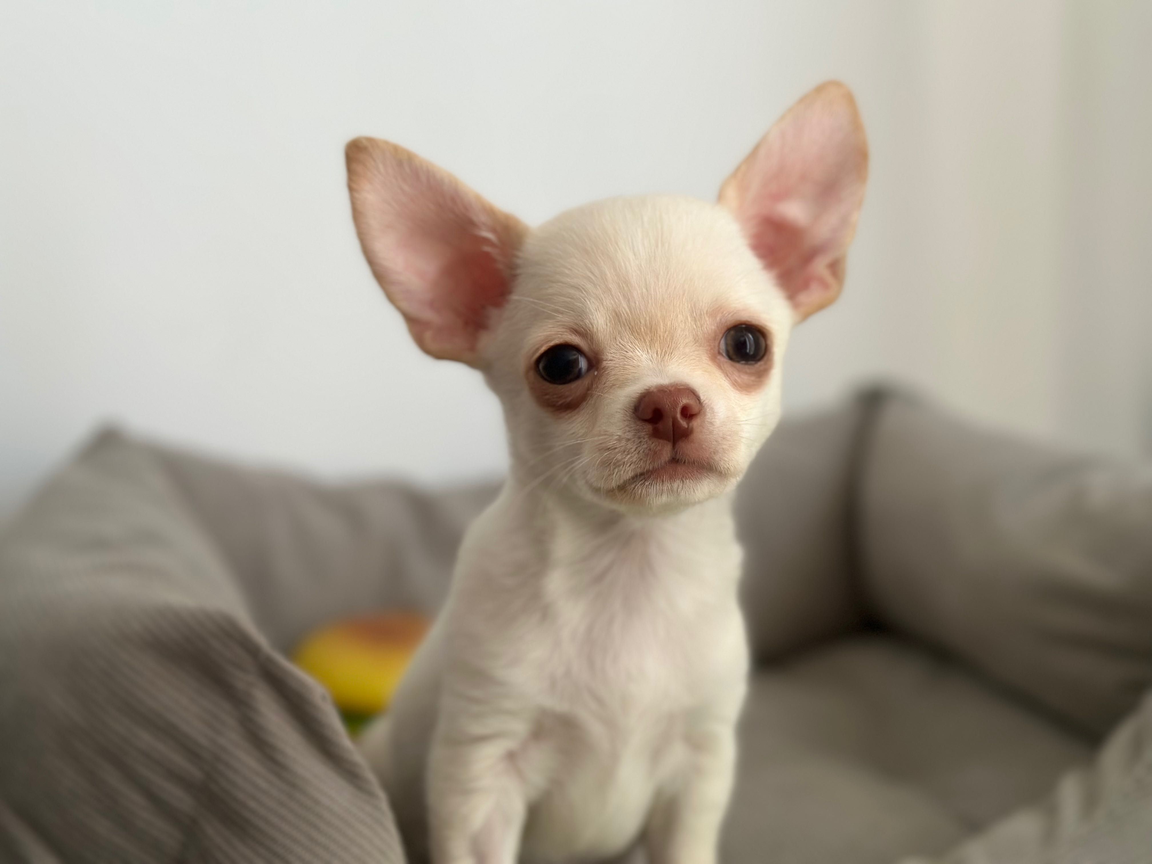 Chihuahua mini chłopak