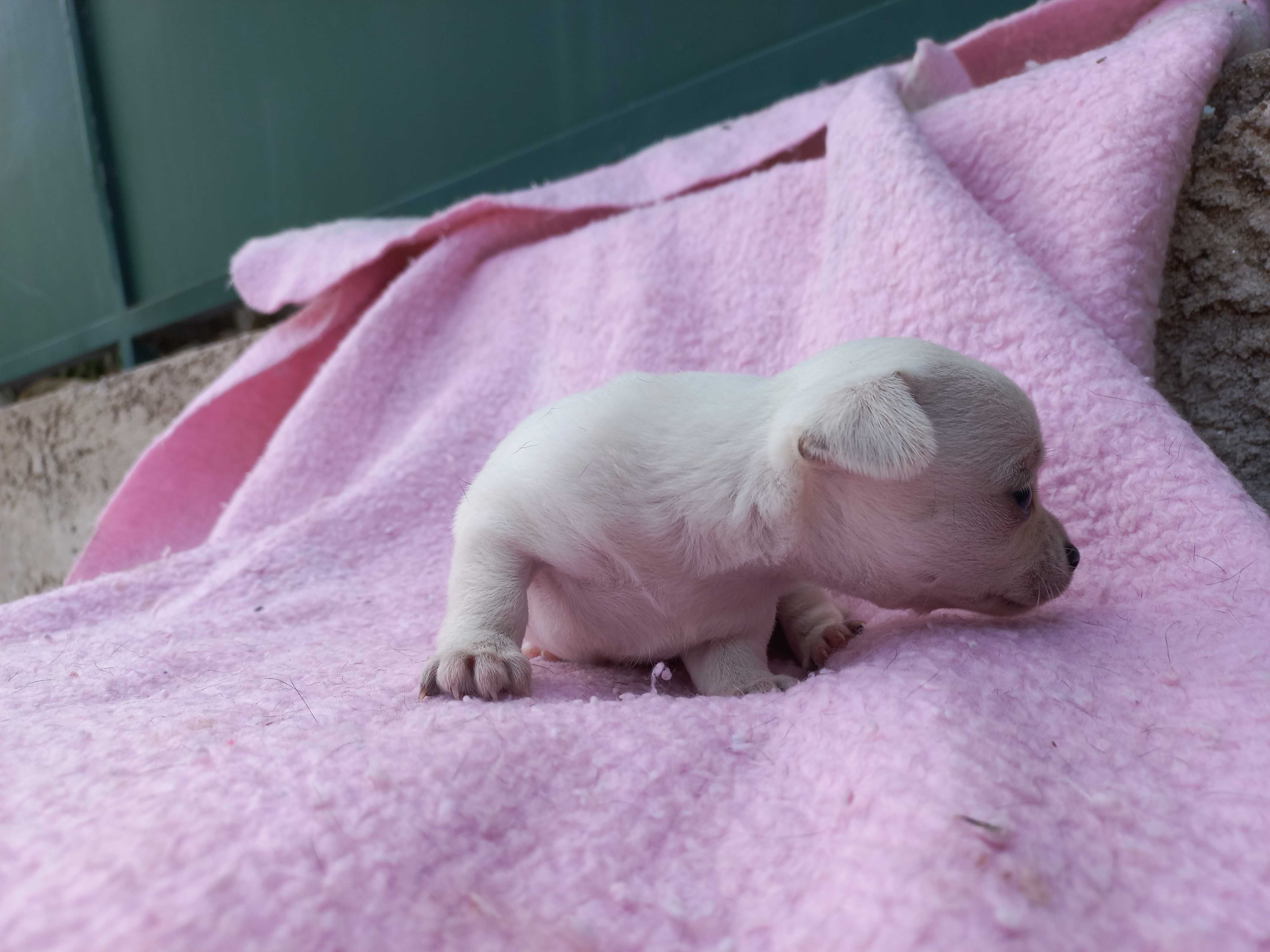 Chihuahua Miniatura