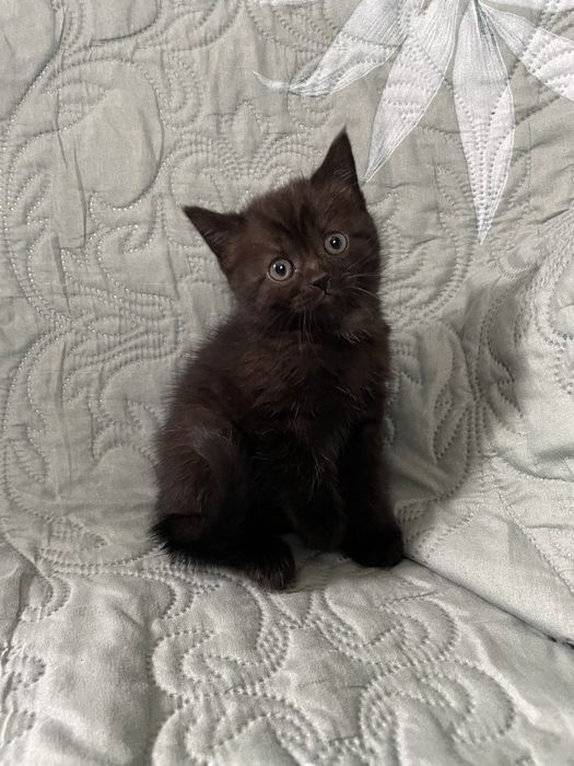 Кошенята котята шотландські котики британці