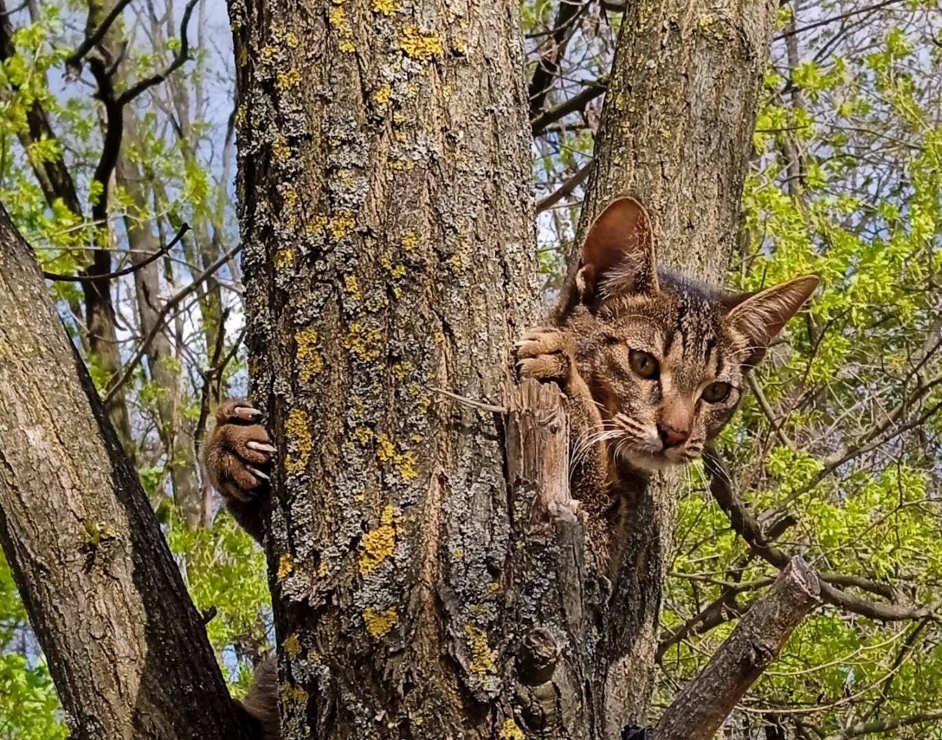 Мурка,ищет пару,о кошке,чаузи,кошка, высшего сословия