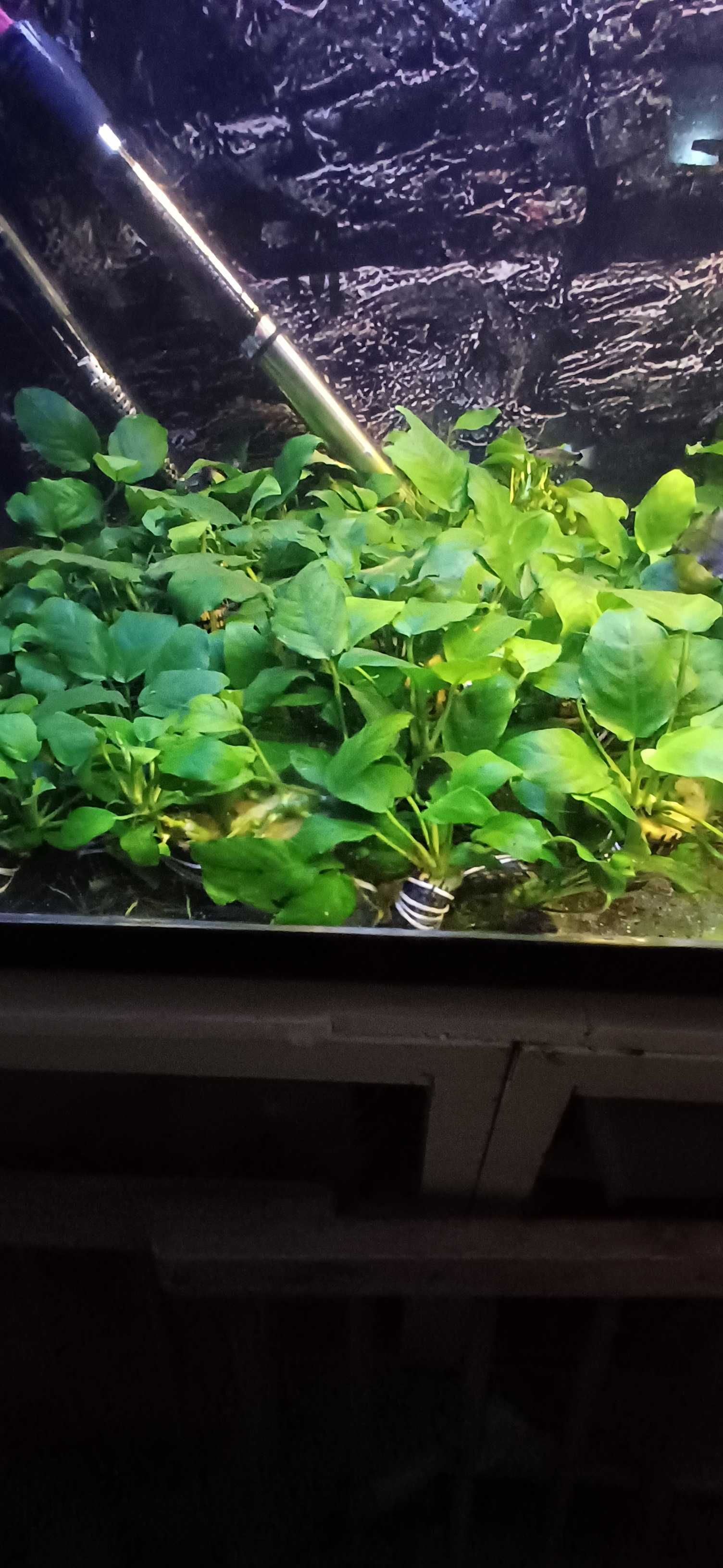 Plantas aquario, hygrophila, rotala, anubias, cryptocoryne