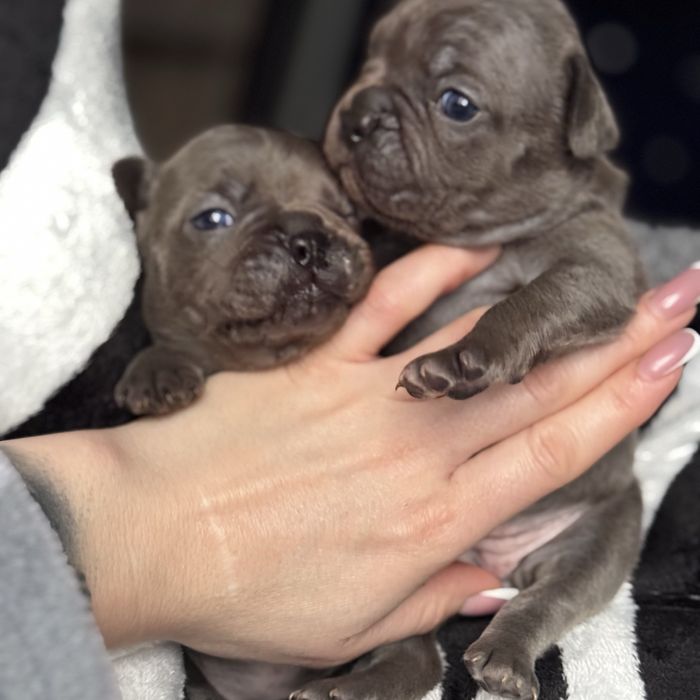 Продам цуценят французького бульдога