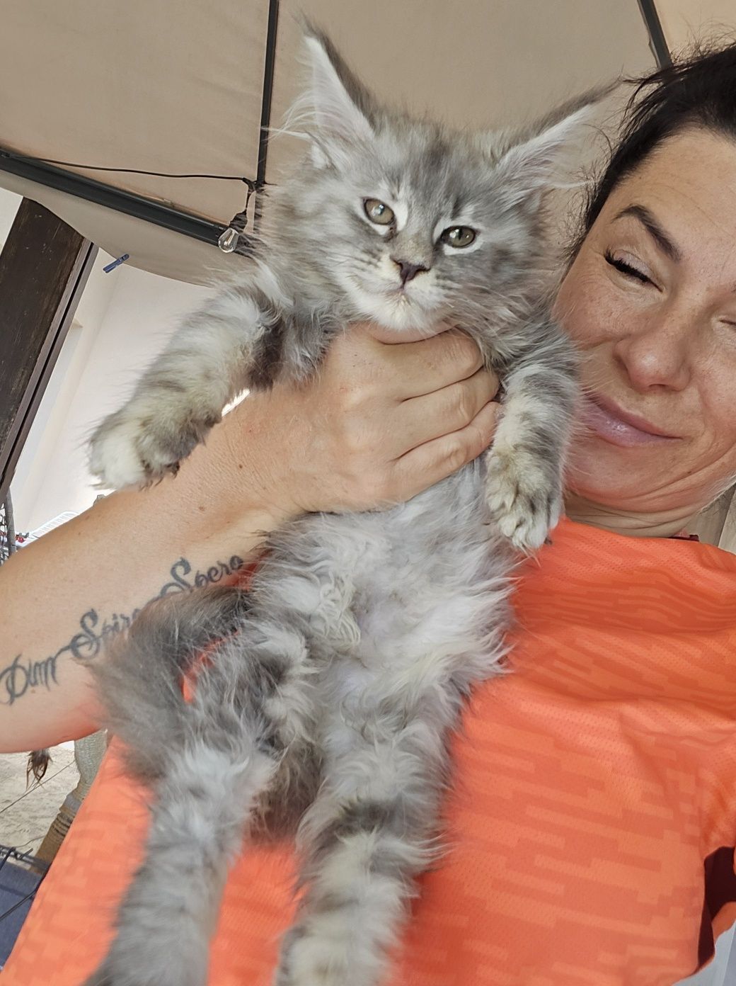 Mainecoon Felis Polonia kotka