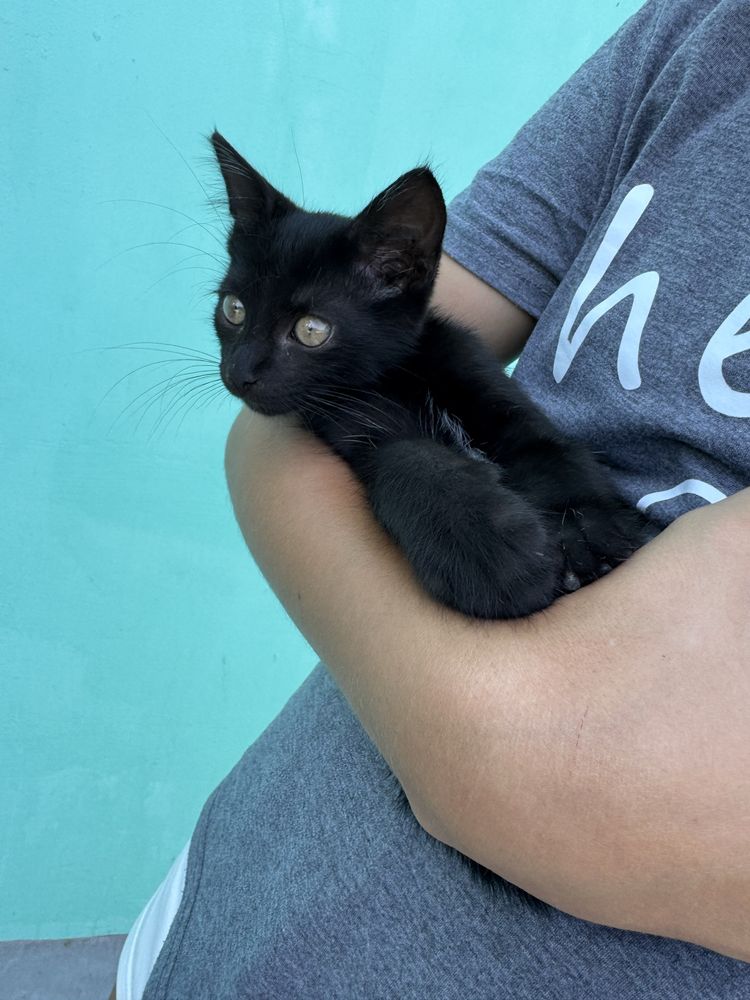 Котик Димок 2 місяці