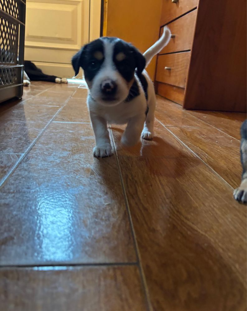 Cachorros porte pequeno