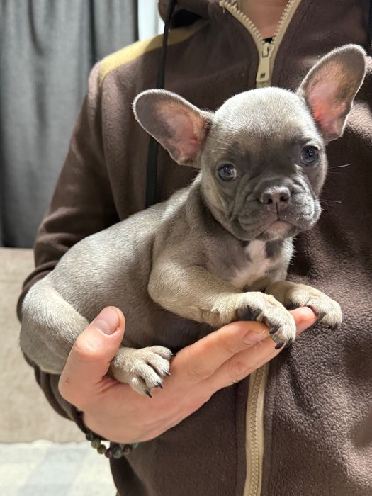 Маленька кнопочка французького бульдога