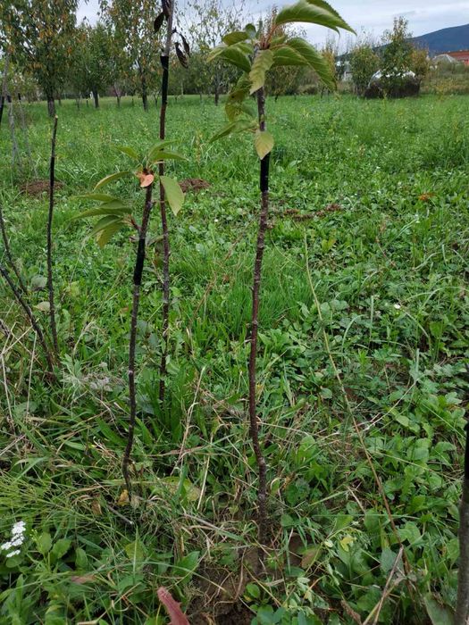 Сакура звичайна…..