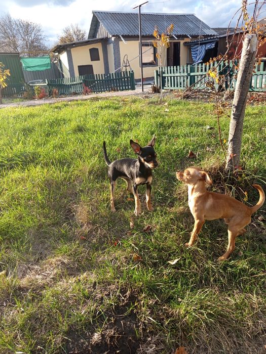 Цуценята породи Той Тер 'єр