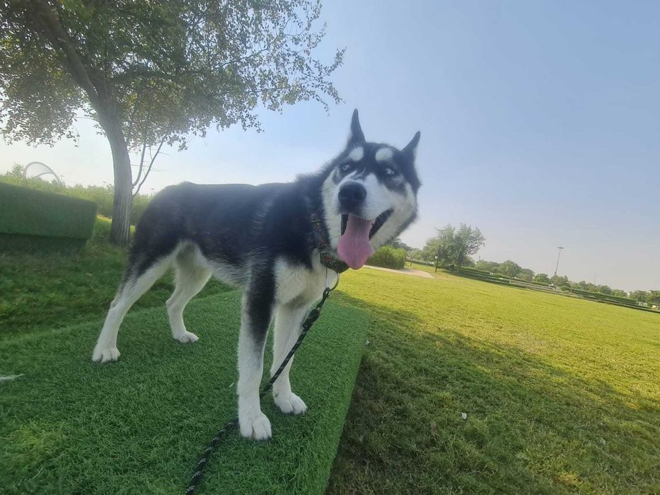 Pozytywny Zoro, przyjaciel ludzi i psów szuka domu
