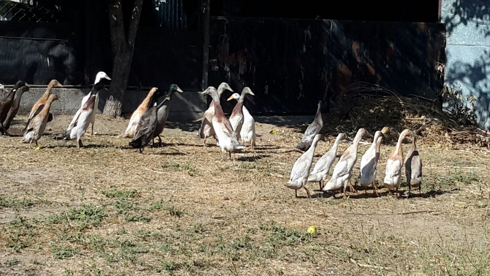 Patos * Várias Raças*